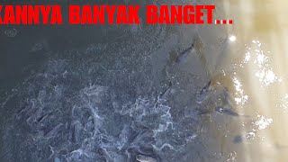 preview picture of video 'Wow..!!! Laut ini ikannya banyak sekali.. tapi sayang di larang mancing'