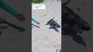 When petting iguanas didn’t go well #exuma #iguana
