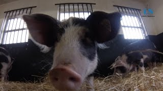 preview picture of video 'Stirbt diese Schweinerasse aus? Tierpark züchtet seltene Linderöd-Schweine'