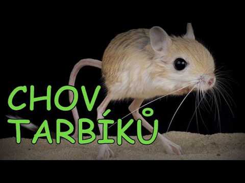 CHOV TARBÍKŮ