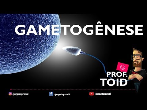 🐢 Toda a Gametogênese (Biologia) - Pergunta Pro Toid 🐢