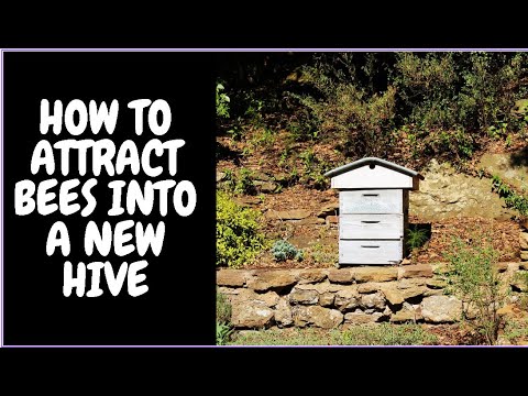 How To Attract Bees Into A New Hive