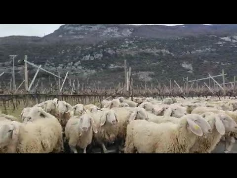 Un gregge di pecore "invade" la Gardesana e blocca il traffico