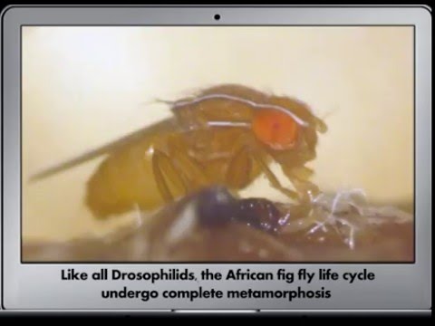 Life cycle of African Fig Fly Z. indianus