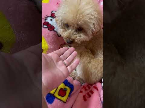 経営学科 トイプードル17ヶ月　 #トイプードル　 #toypoodle #おパンツカット