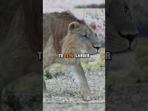 The Biggest Lions To Ever Walk The Face Of The Earth!
