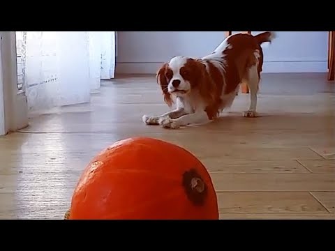 Blenheim and Ruby Cavalier King Charles Spaniel Playing and Barking | Tricolor King Charles Cavalier
