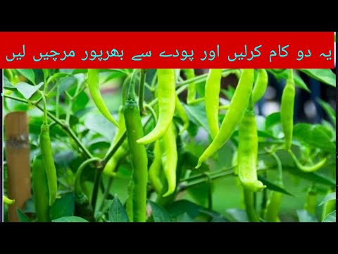 Chilli gardening tips |Common mistakes to avoid when growing chillies| سبز اور لال مرچ