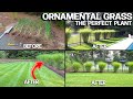 Growing HUGE Ornamental Grasses - Privacy & EASY!