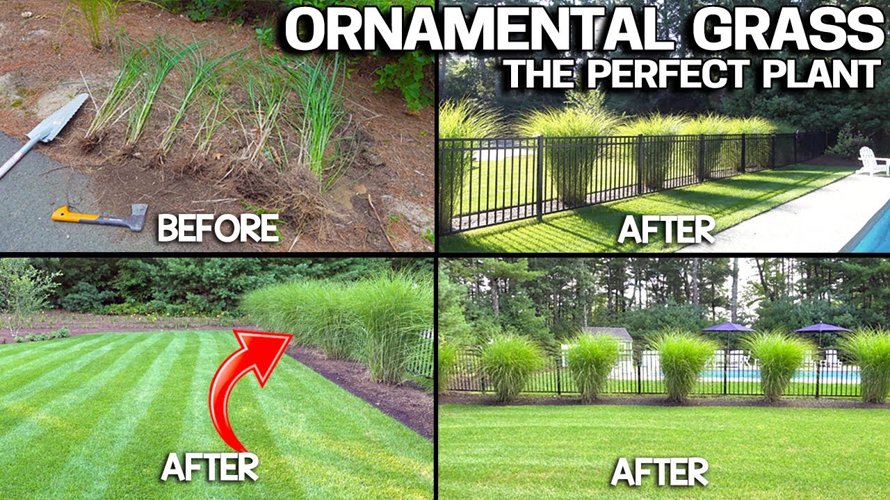 Growing HUGE Ornamental Grasses - Privacy & EASY!