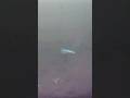 Video Thumbnail for Pike attack | Underwater #icefishing #pikefishing #shorts
