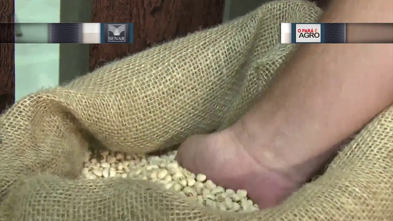 CADEIA PRODUTIVA DO FEIJAO CAUPI