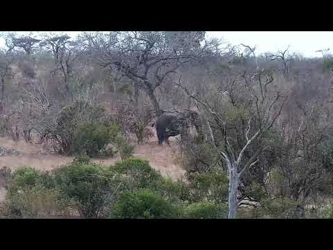 Djuma: Two Elephant bulls moving about feeding - 13:54 - 09/17/21