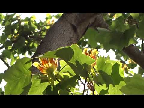 チューリップの木 植物