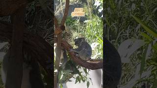 【旅行が趣味】2024年私が行った海外旅行先8カ国まとめ #shorts #海外旅行 #夫婦旅 #イタリア #オーストラリア