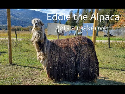Alpaca Rescue - Emergency Hand Shearing & Toenail Trimming