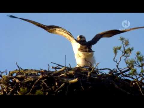 Орлан белохвост  Птица с золотыми глазами