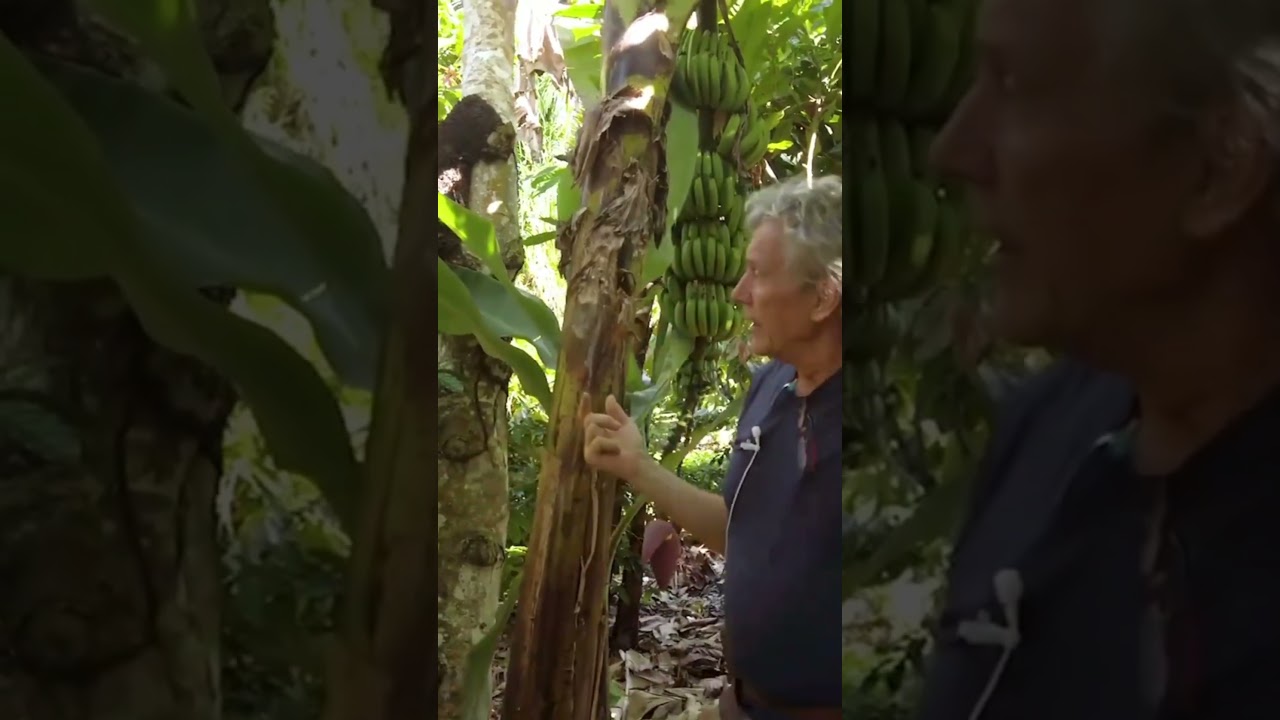 ¿Por qué la goma no crece bien? El error más común en agroforestería  #ecotop #agricultura