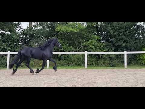 Stal Okkema's Ids - Jasper x Thomas -  Stallion - 2018