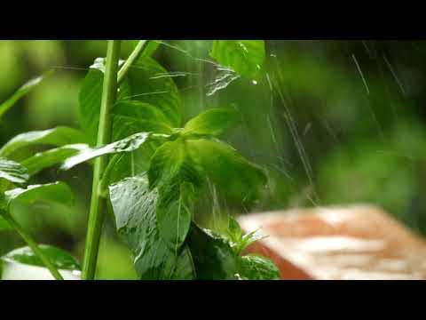 Drizzle Rain Sounds Lullaby