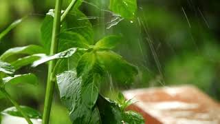 Download lagu Drizzle Rain Sounds Lullaby mp3 Download lagu Drizzle Rain Sounds Lullaby mp3