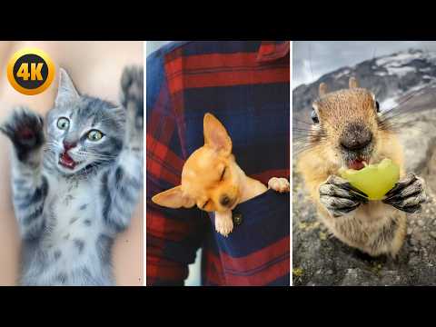 CUTE and Tiny Animals 😍 | 1 Hour of FUNNY PETS!
