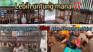 Download lagu Which is more profitable: raising free-range egg-laying chickens or free-range meat chickens? mp3