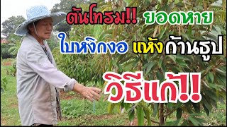 ต้นโทรม ยอดหาย ใบหงิกงอ เหลืองใหม้ ร่วง เป็นก้านธูป วิธีแก้