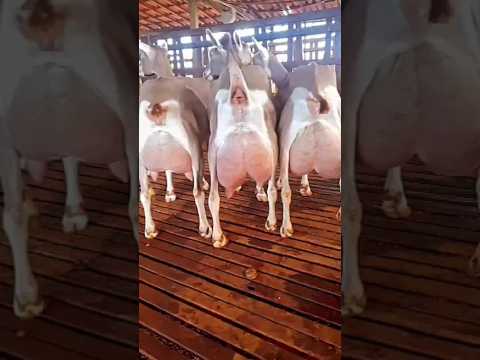 , title : 'Toggenburg breed toggenburg goat breed 🖤  goat milking dairy goats #cuteanimals #goat #shorts #pets'