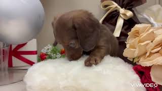 ミニチュアダックスの動画01