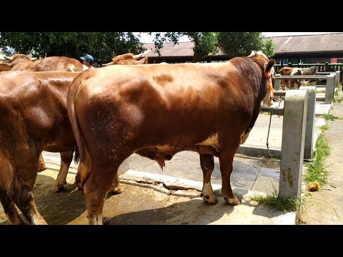 Bakalan untuk pengemukan Milik Bapak Nurdin