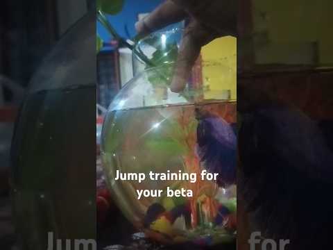 jump training for your beta fish #beats #hiphop #producer #yd #rap