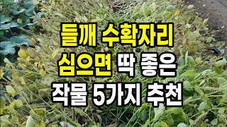 들깨 수확자리 심으면 딱 좋은 작물 5가지 추천