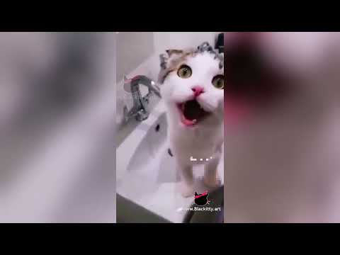 Funny Cat Videos With Human Voice