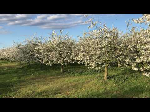 Obstplantage 07 05 2017