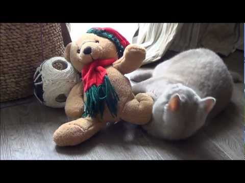 Maxou et ses nounours