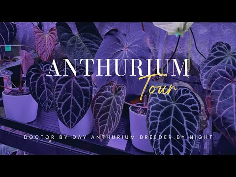 ATL Plant Room and Granthuriums