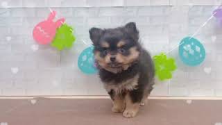 ハーフ犬の動画01