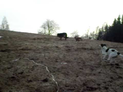 Procházka s Kazim   24. 3. 2010