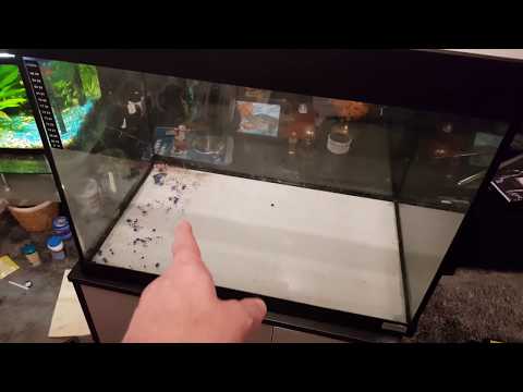 Upgrading to Larger Fish Tank Aquarium