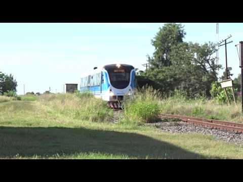 Alerce por Las Avispas, Santa Fe (25-02-2017)