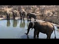 Rosie's Pan | Wildlife Live Stream – Greater Kruger National Park