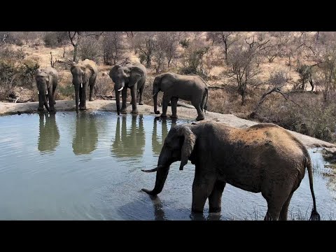 Kruger National Park webcam preview