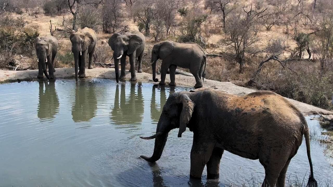 Live webcam view of Rosie's Pan Wildlife Waterhole