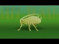 Aphid Virus Transmission