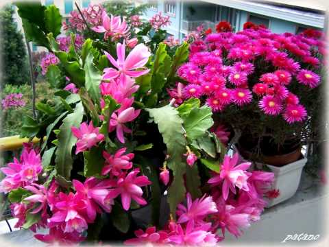 Nicoleta - Good Morning Flowers