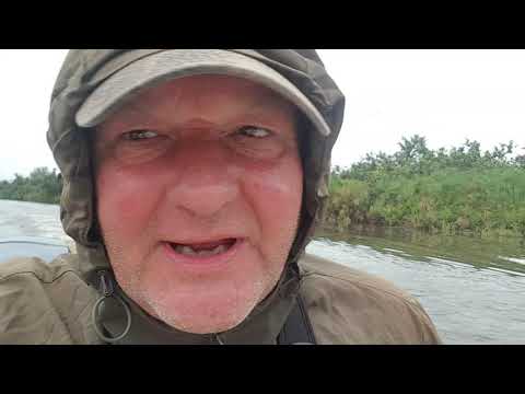 Tsetse fly attack - Luango, Gabon