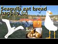 Episode 02 Seagulls Eat Bread Happily