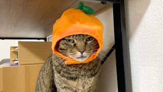 凶暴猫にかわいい被り物をつけてあげた結果...