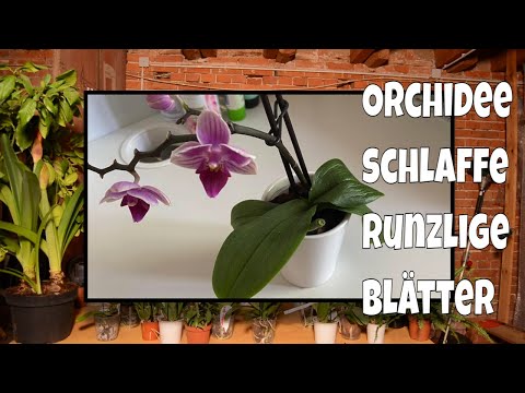 , title : 'Orchidee bekommt schlaffe runzlige Blätter'